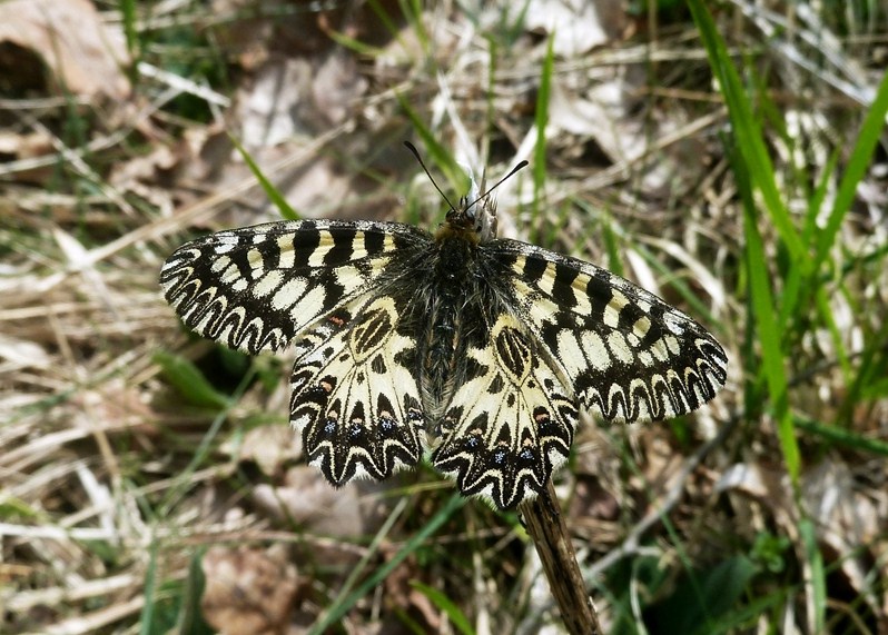 Finalmente la Zerynthia polyxena! (e Boloria dia)